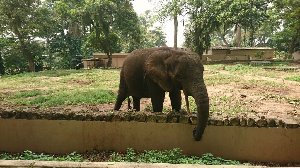 Zoo D’Abidjan, Cote D’ Ivoire 