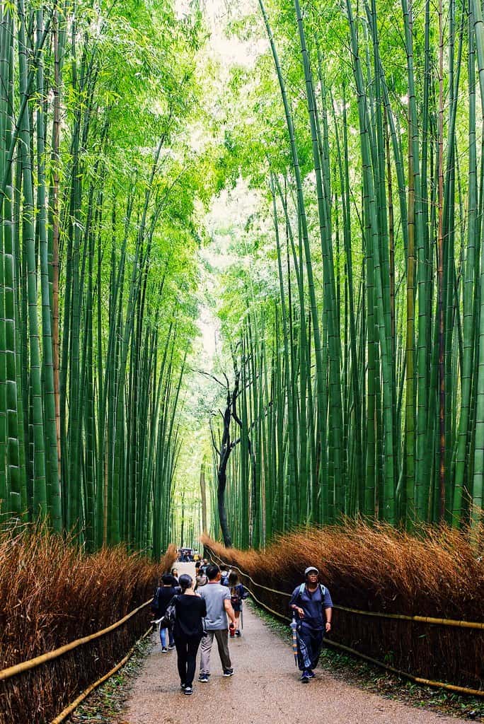 Arashiyama Bamboo Forest , Kyoto Japan