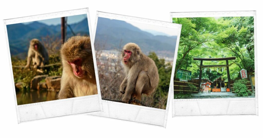 Arashiyama Monkey Park, Japan