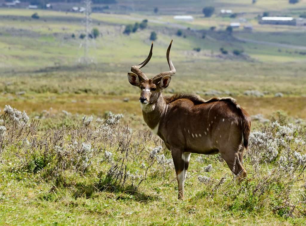 Bale Mountains Ethiopia