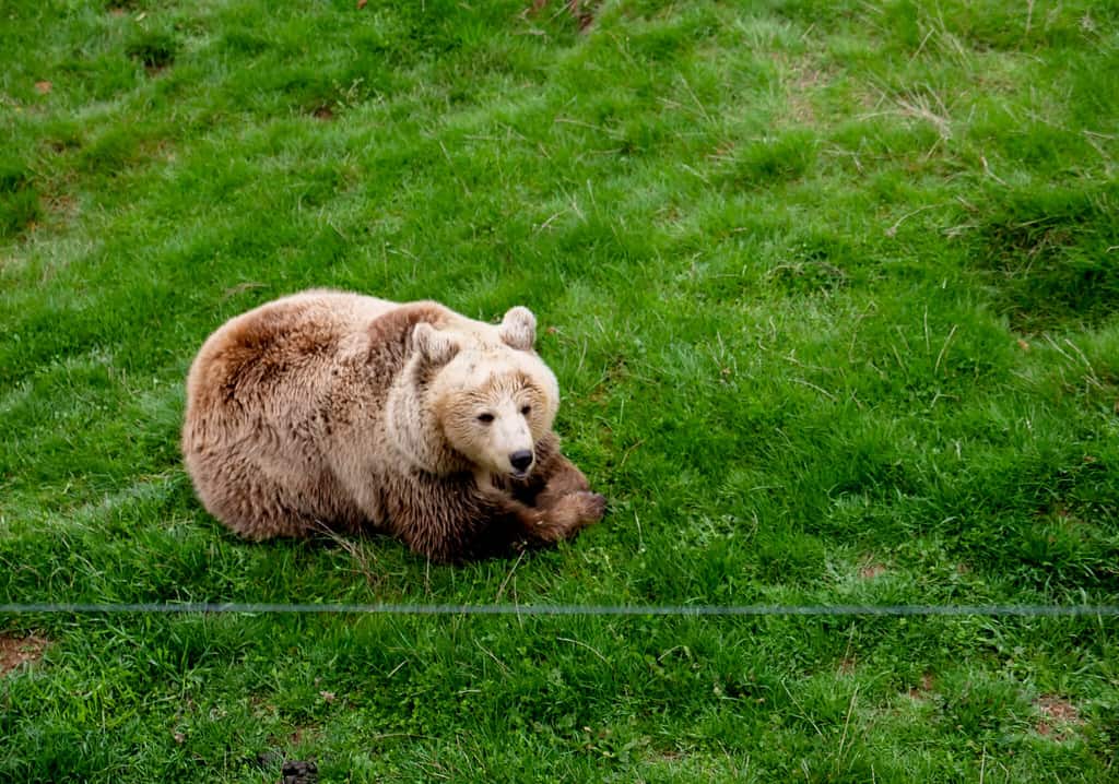 Bear Sanctuary Kosovo