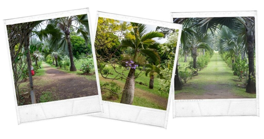 Botanic Gardens St. Vincent Saint Vincent and the Grenadines