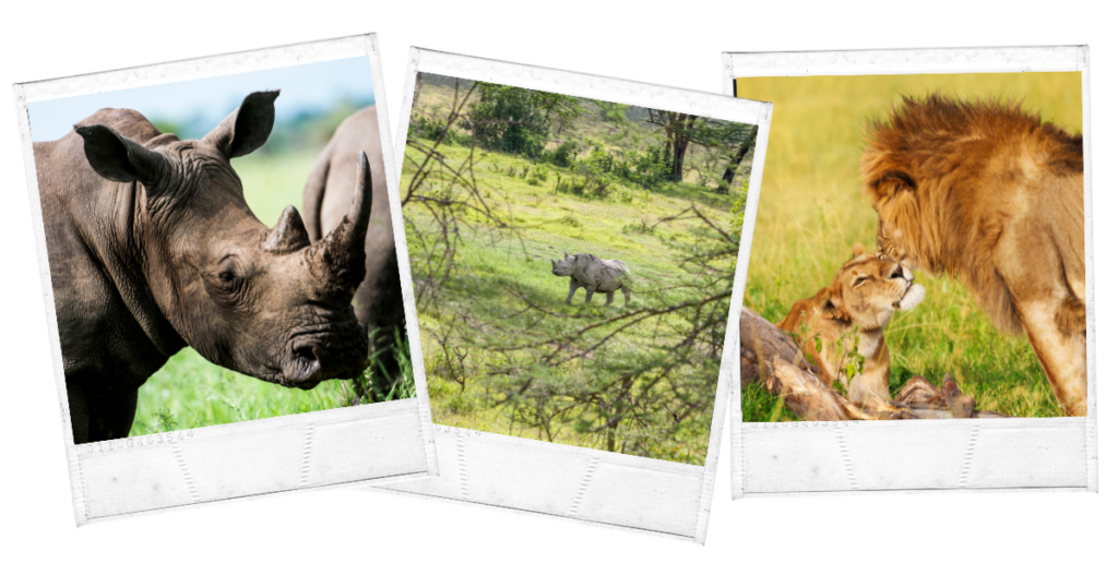 Bothongo Rhino & Lion Nature Reserve, Johannesburg, South Africa