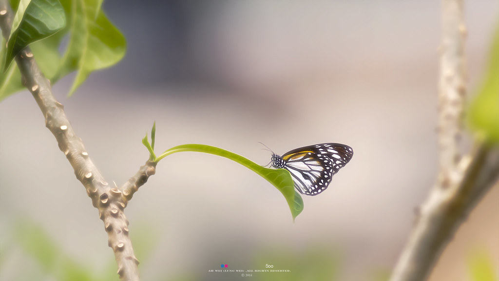 Butterfly Farm, Penang Island, Malaysia