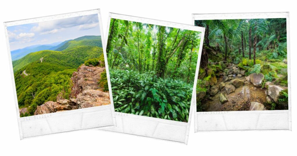 Central Forest Reserve National Park, Saint Kitts and Nevis