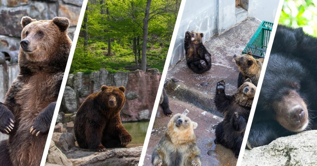 Cherokee Bear Zoo, Cherokee, North Carolina
