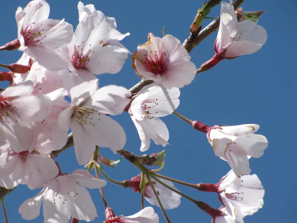 Cherry Blossom Festival, Hamilton, New Zealand