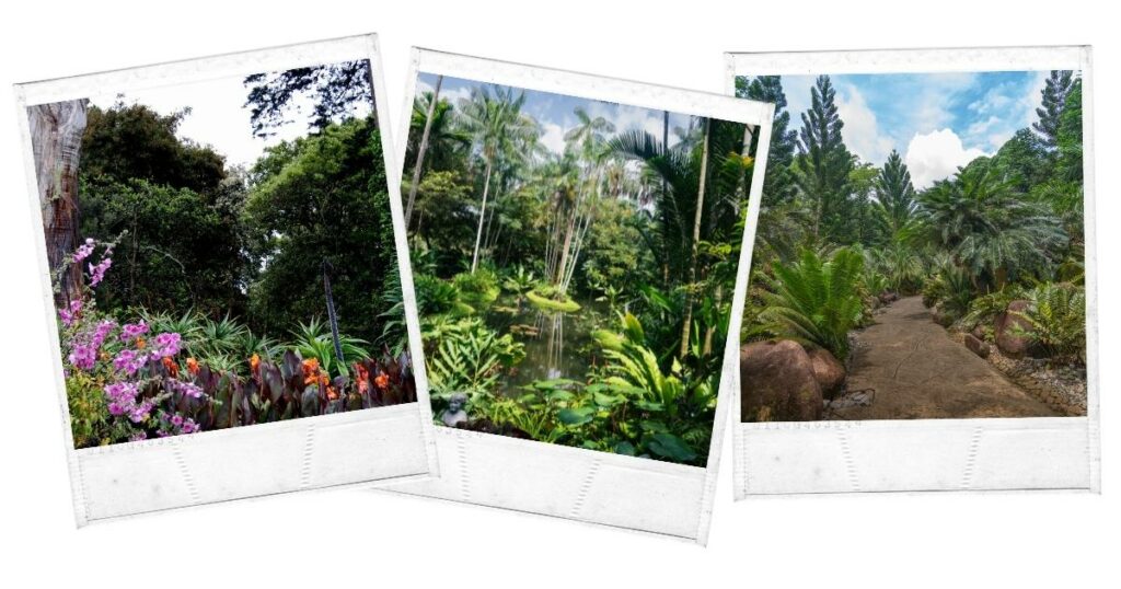 Conakry Botanical Garden Guinea