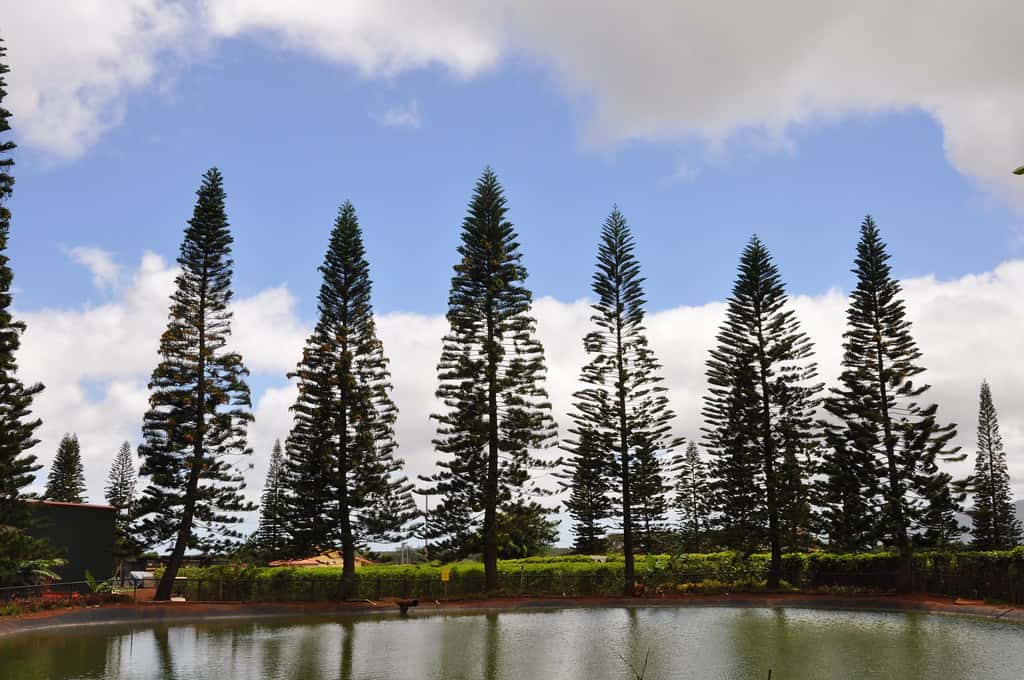 Dole Plantation Oahu