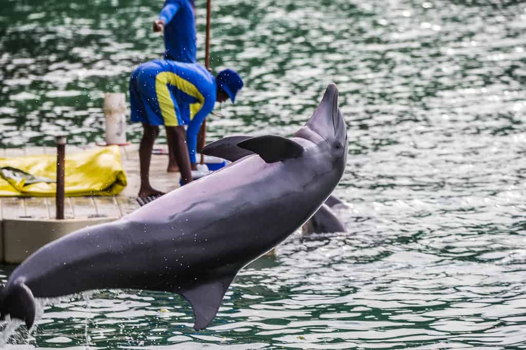 Dolphin Cove, Jamaica