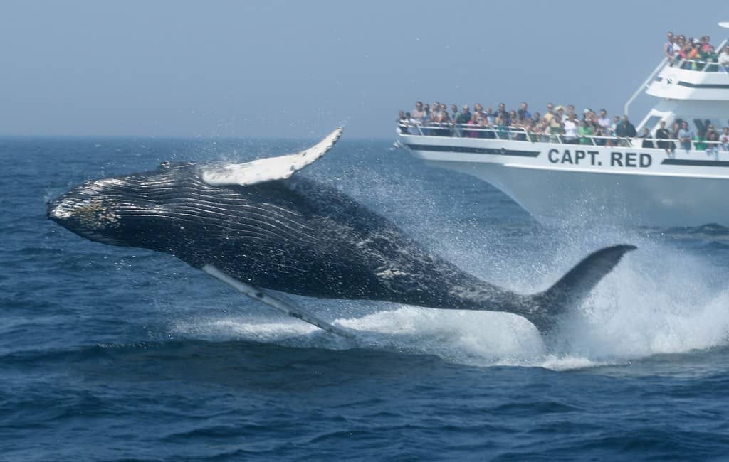 Dolphin Fleet Whale Watch, Cape Cod, Massachusetts