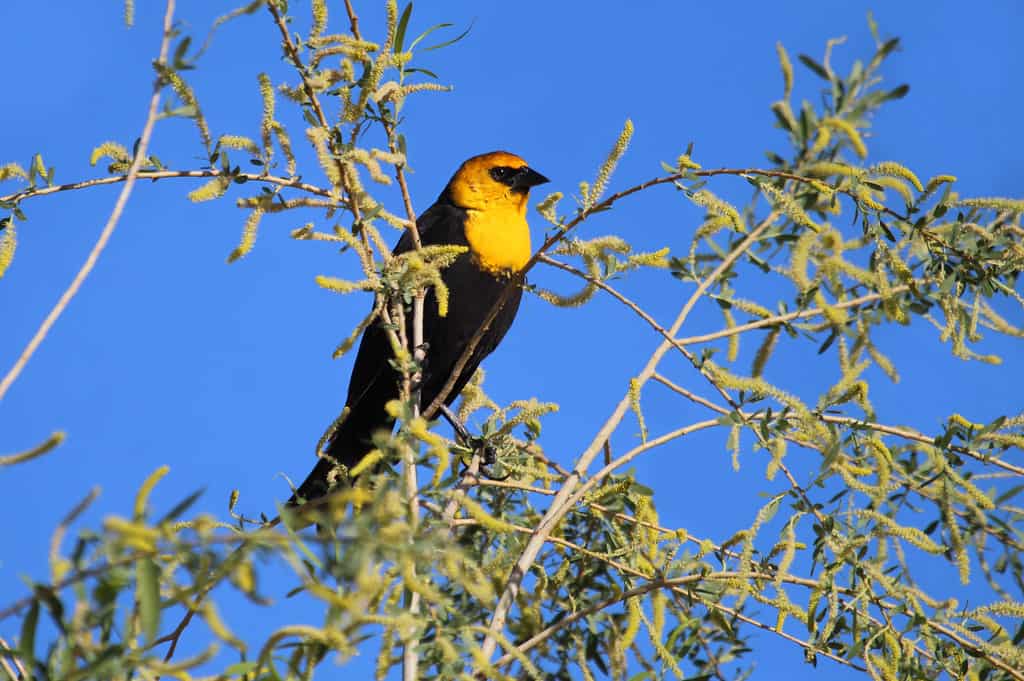 Henderson Bird Viewing Preserve, Nevada