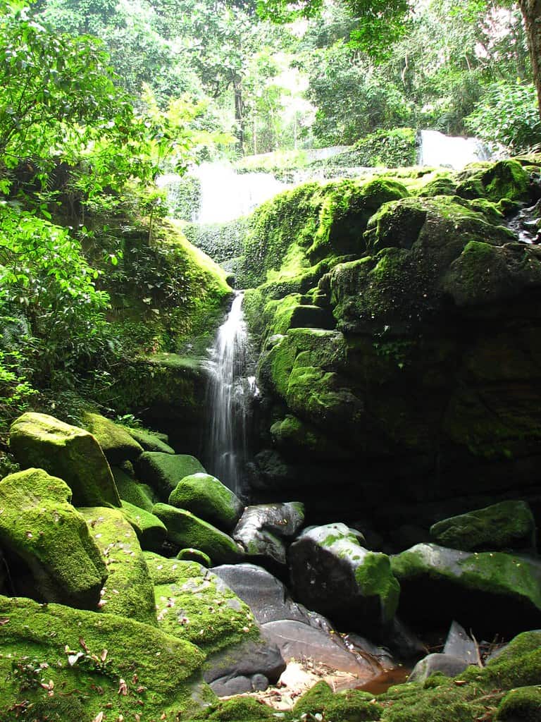 Ivindo National Park, Gabon