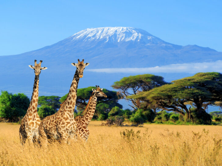 Best & Fun Things To Do + Places To Visit In Kenya. #Top Attractions