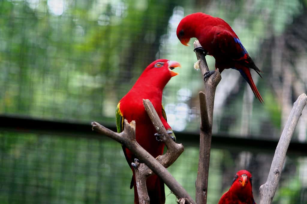 Kuala Lumpur Bird Park, Kuala Lumpur, Malaysia