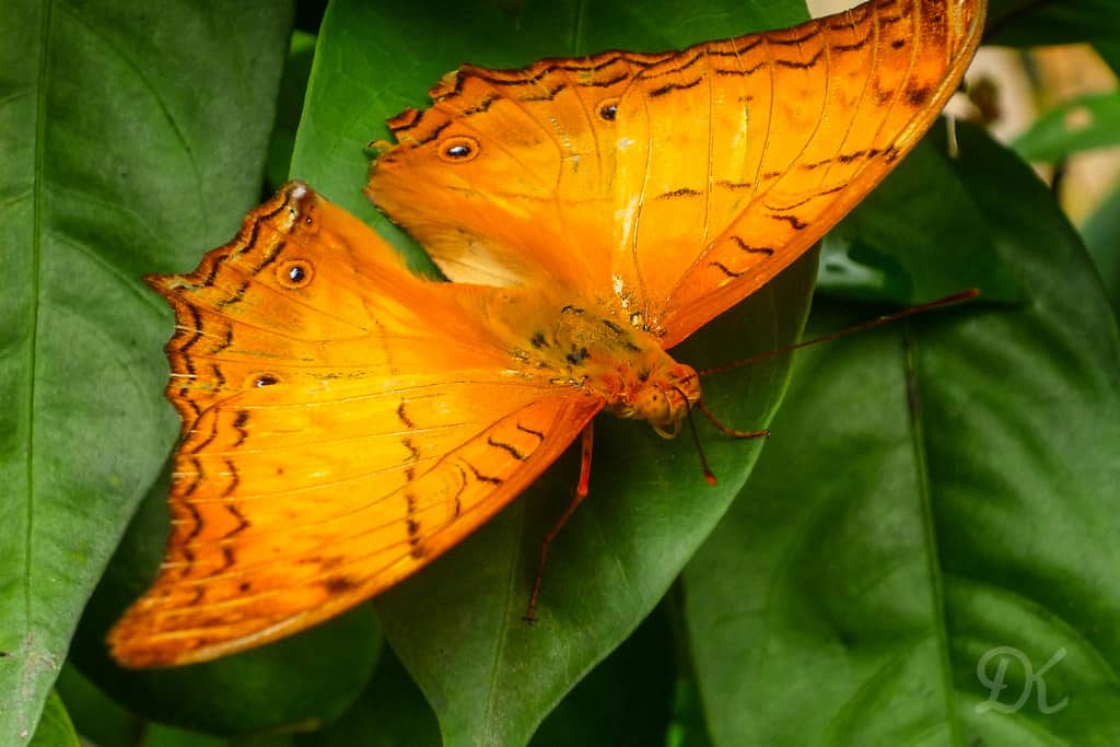 Kuala Lumpur Butterfly Park, Kuala Lumpur, Malaysia 