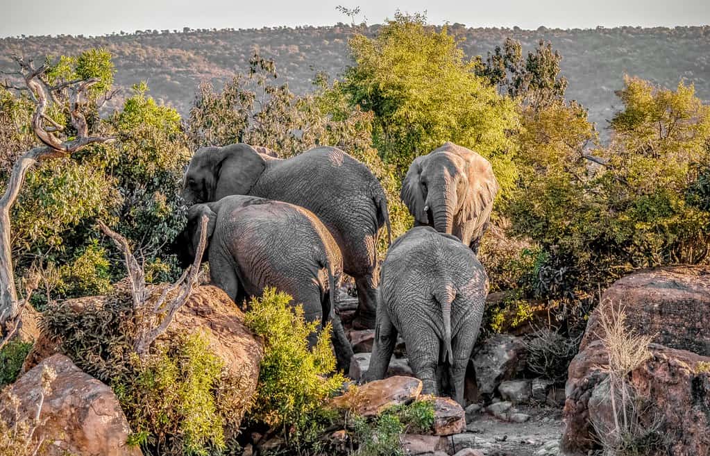 Limpopo National Park, Mozambique