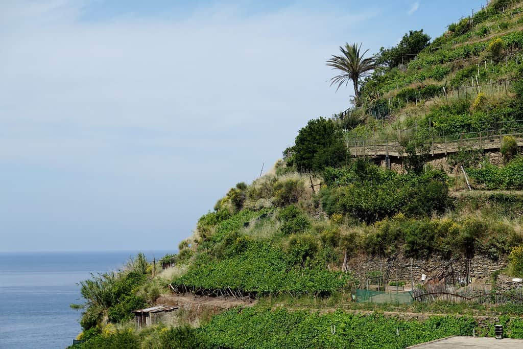 Manarola Vineyard Cinque Terre Italy