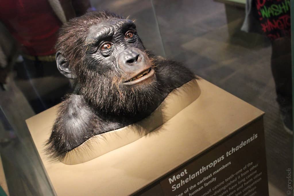Museum of Human Evolution (Burgos), Spain