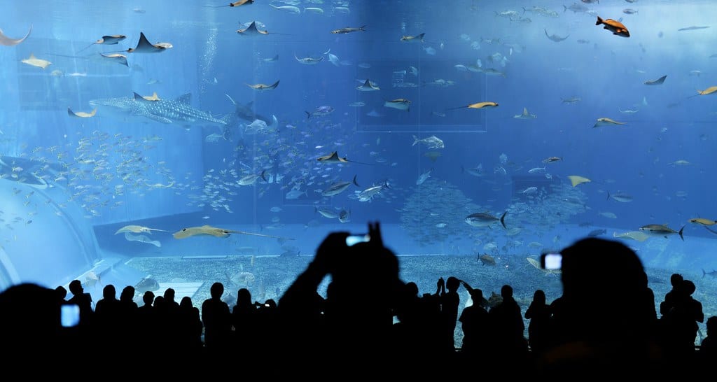 Okinawa Churaumi Aquarium , Japan