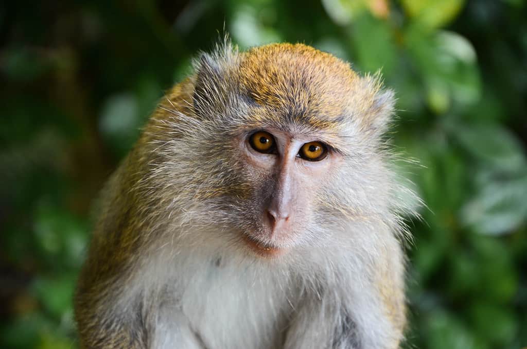 Penang National Park, Penang Island, Malaysia