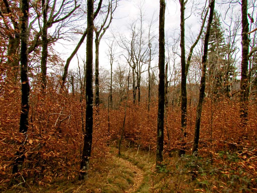 Pisgah National Forest