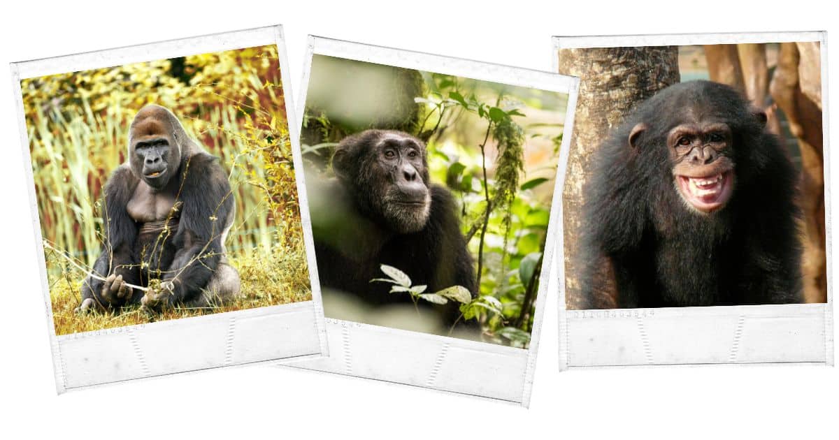 Primate Safaris, Rwanda