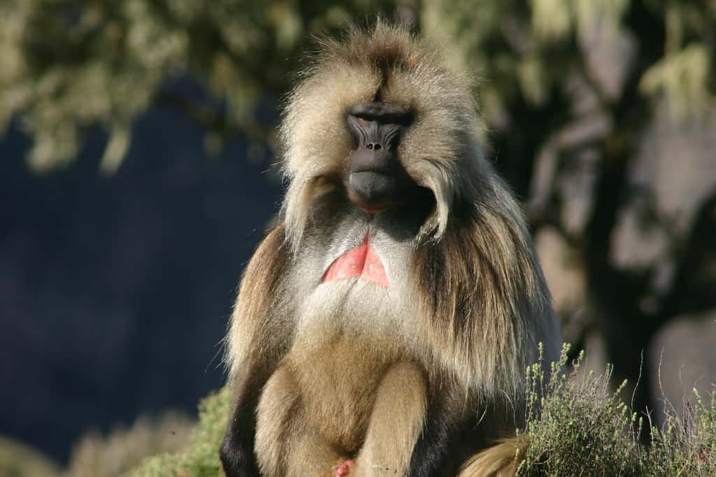 Simien Mountains National Park Ethiopia