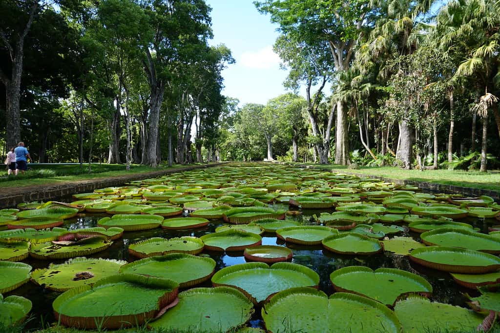 Sir Seewoosagur Ramgoolam Botanical Garden Mauritius