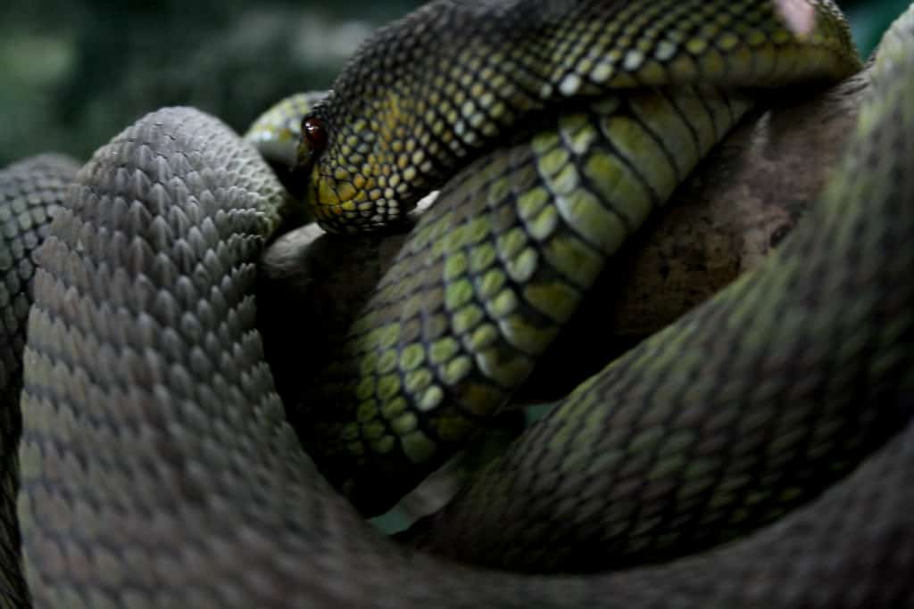 Snake Temple, Penang Island, Malaysia