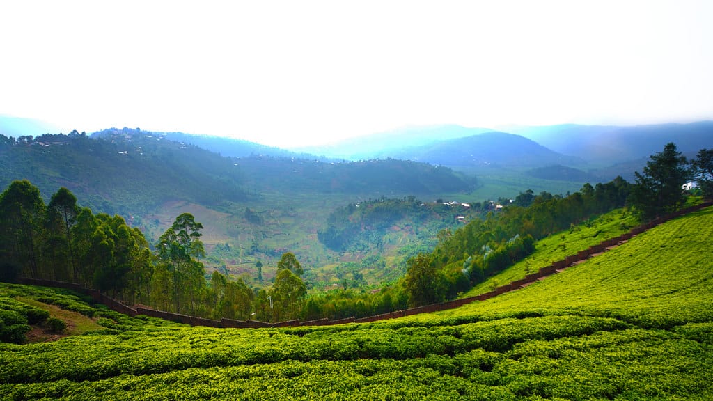 Sorwathe Tea Plantation Rwanda