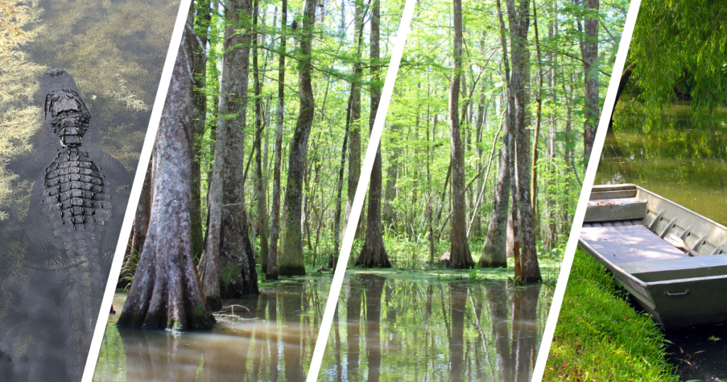 Swamp Tours Lafayette, Louisiana