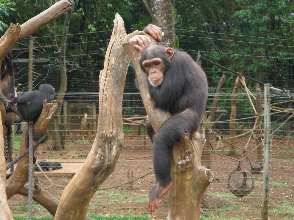 Tacugama Chimpanzee Sanctuary, Sierra Leone