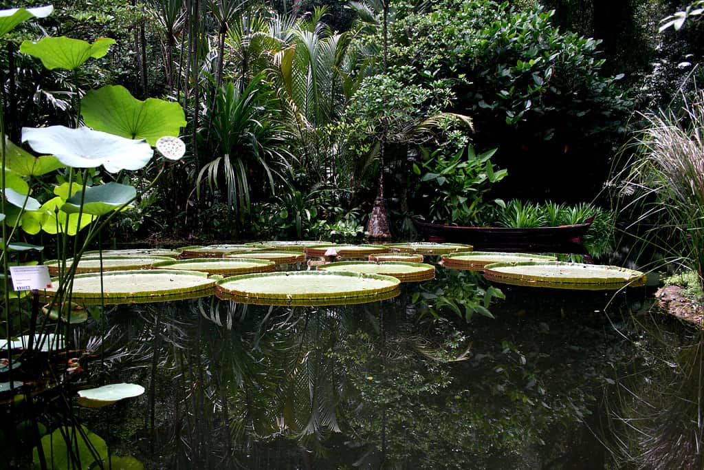 Tropical Spice Garden, Penang Island, Malaysia