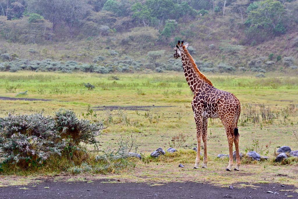 Arusha National Park, Tanzania