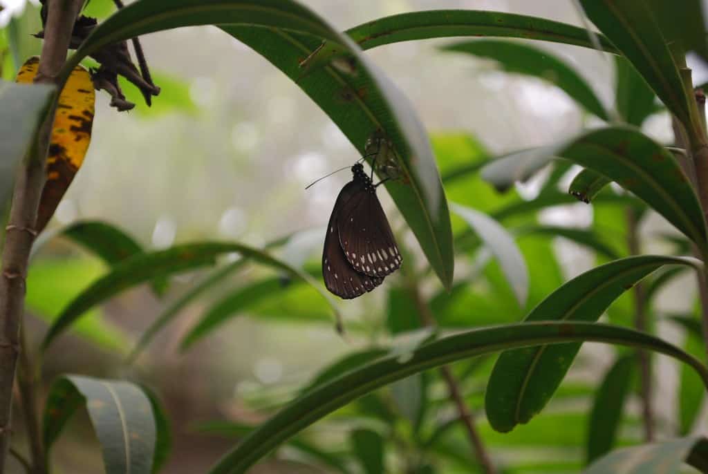 Bai Orchid and Butterfly Farm (Chiang Mai), Thailand