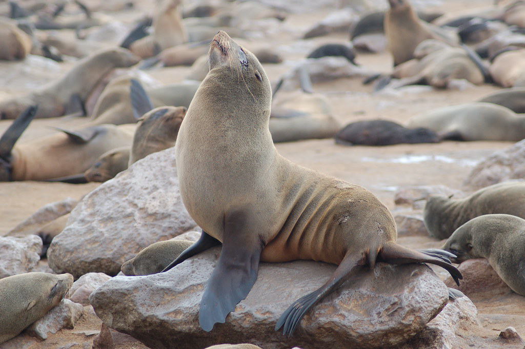 Cape Cross Seals, Namibia
