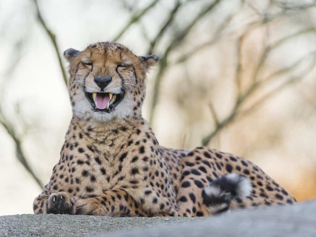 Cheetah’s Rock, Tanzania