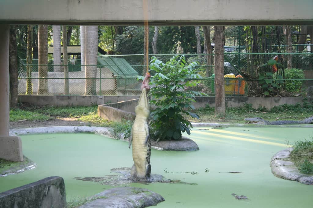 Crocodile Park, Philippines, Davao City 