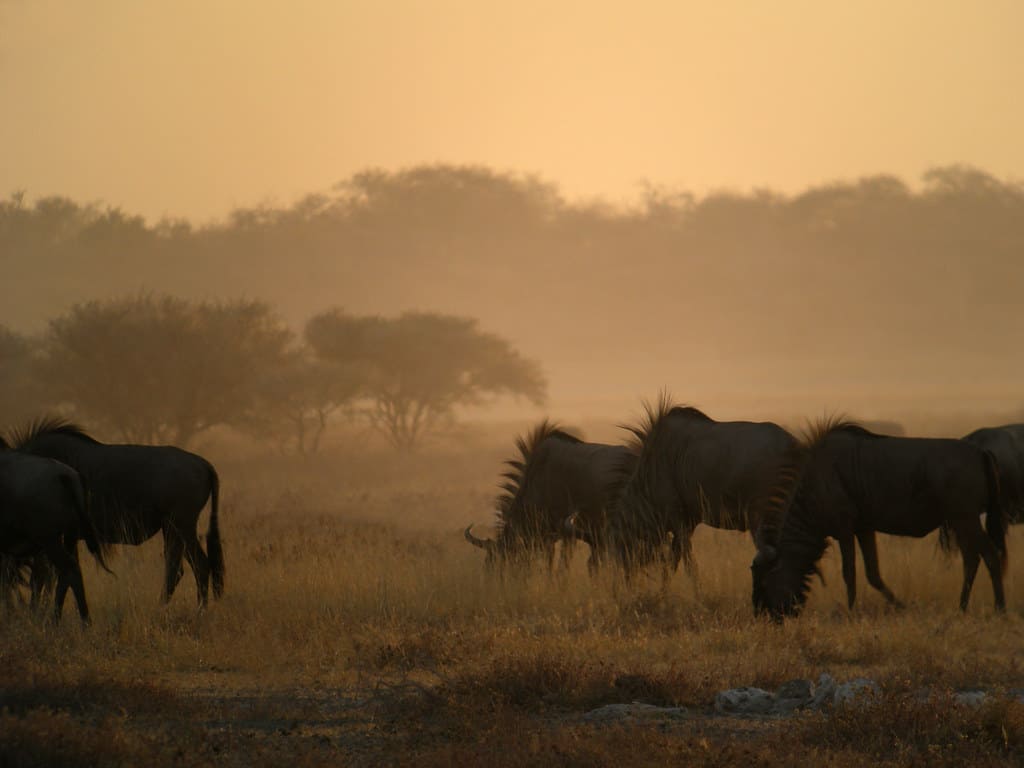 Etosha National Park, Namibia