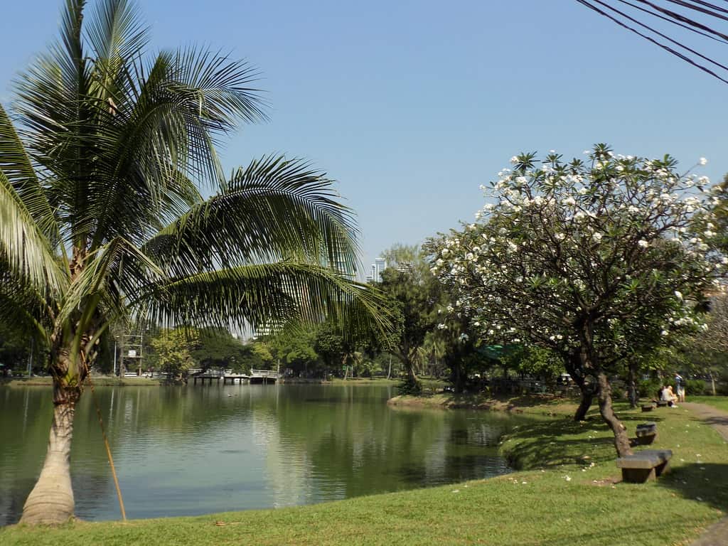 Lumpini Park, Thailand