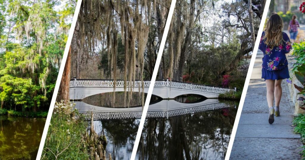 Magnolia Plantation & Gardens Charleston, South Carolina.jpg
