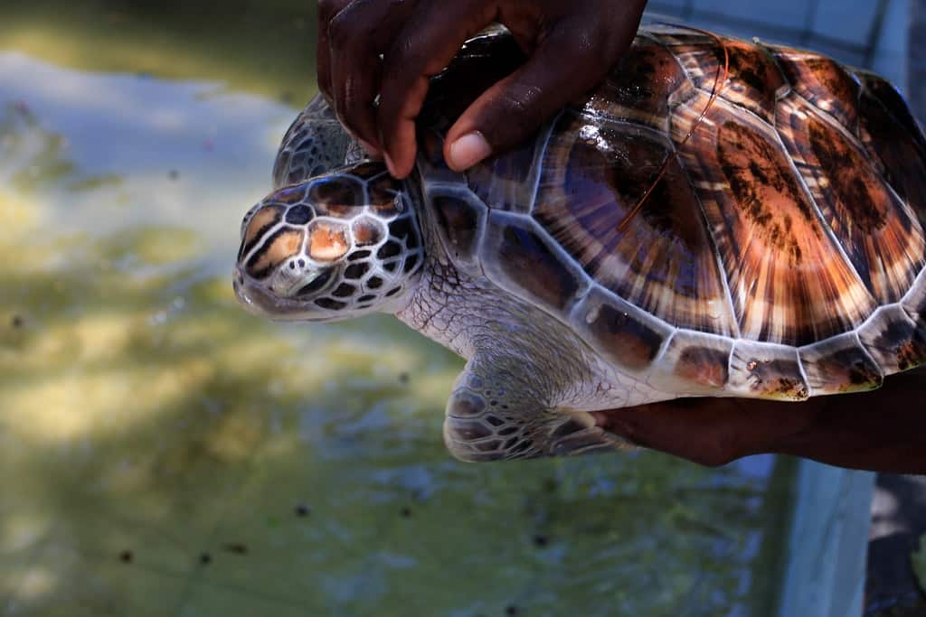 Mnarani Marine Turtles Conservation Pond, Tanzania