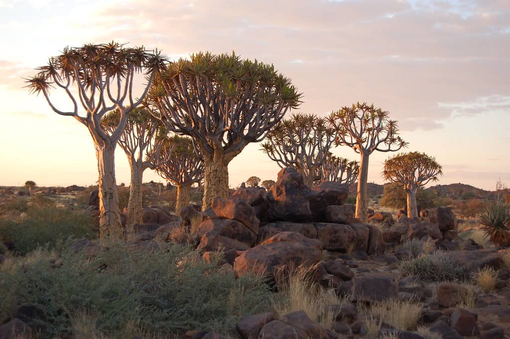Quiver Tree Forest, Namibia