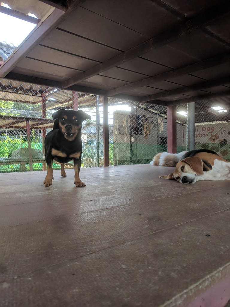 Soi Dog Foundation, Phuket, Thailand