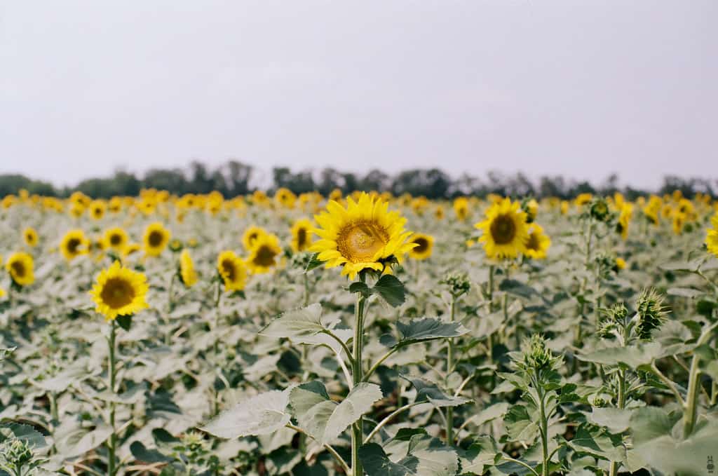Sunflower Fields, Ukraine 