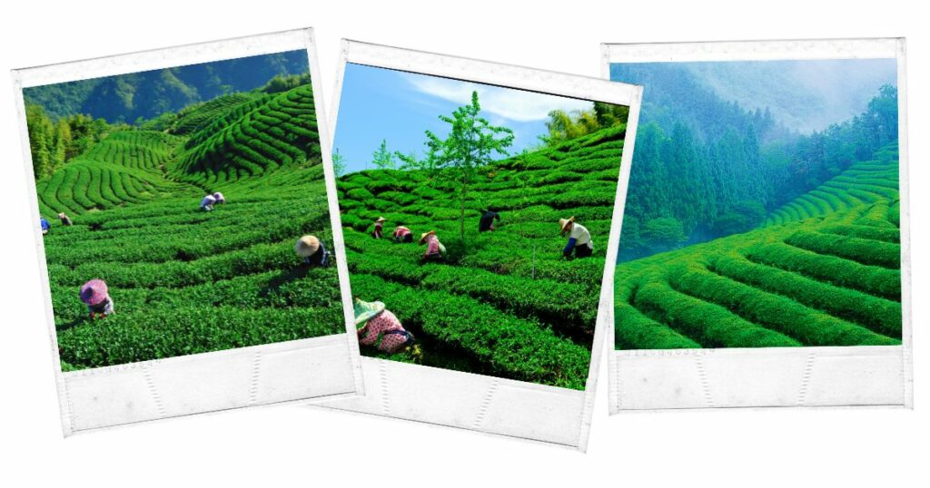 Tea Gardens, Nepal