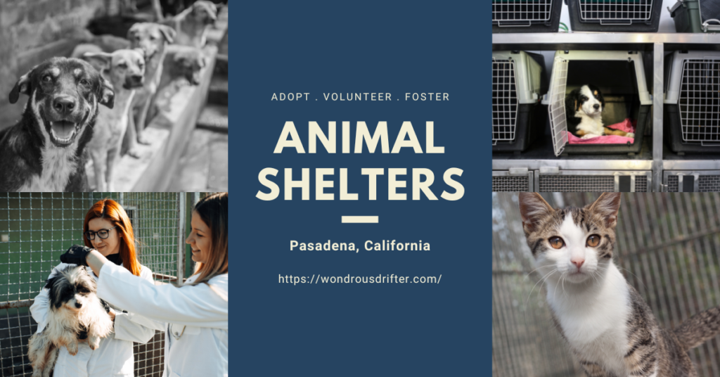 Animal Shelters In Pasadena, California