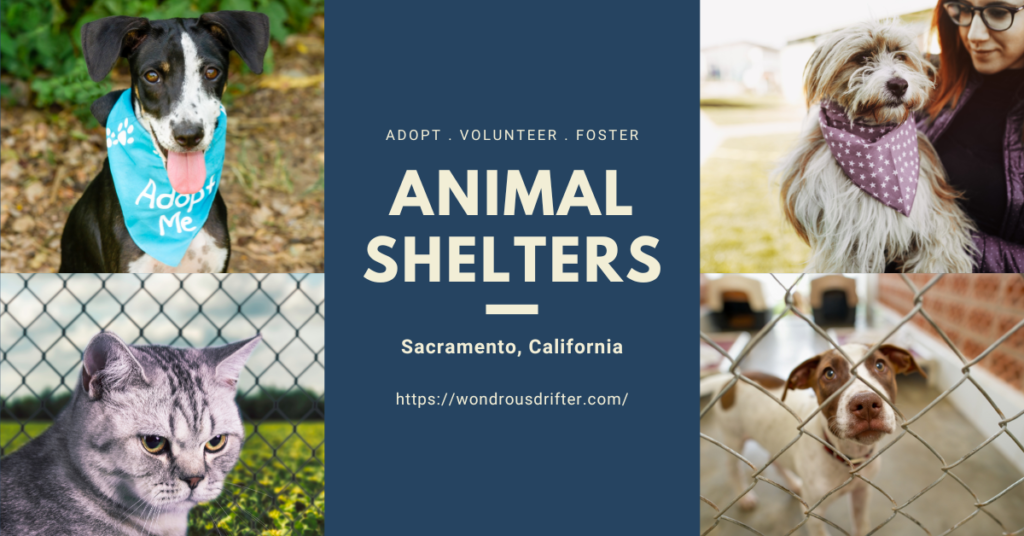 Animal Shelters In Sacramento, California