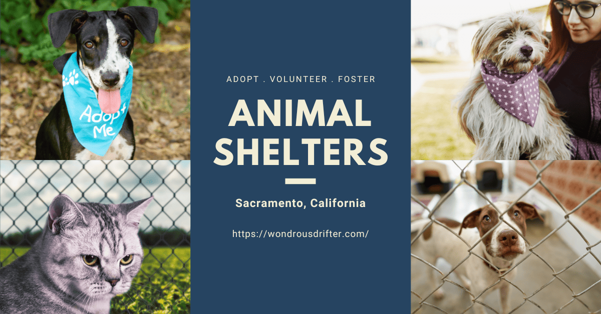 Animal Shelters In Sacramento, California